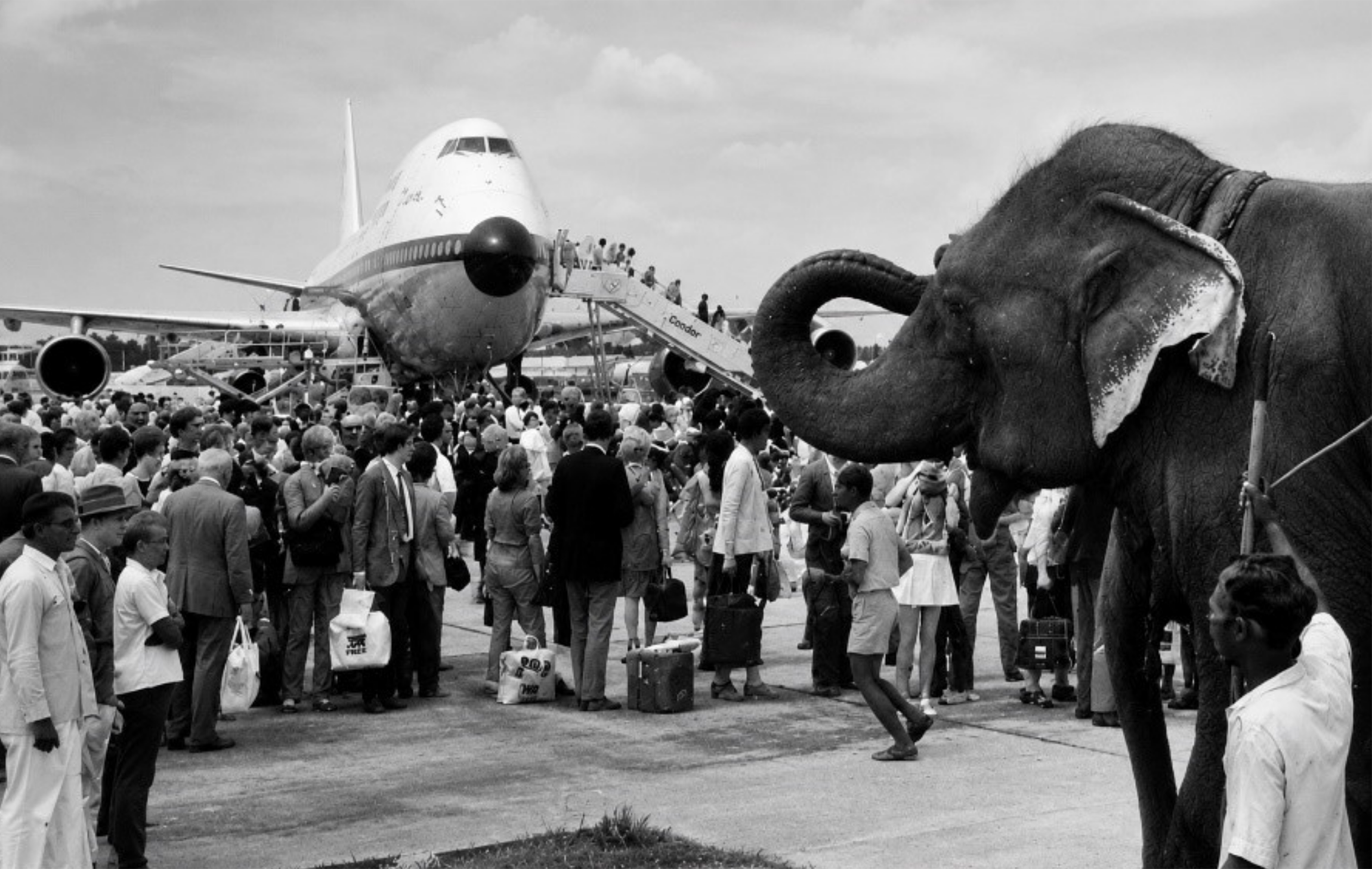 Photo historique d'un avion Condor avec une foule et un éléphant sur l'aire de stationnement de l'aéroport.